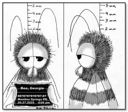 GeorgieMugShot.5.27.25